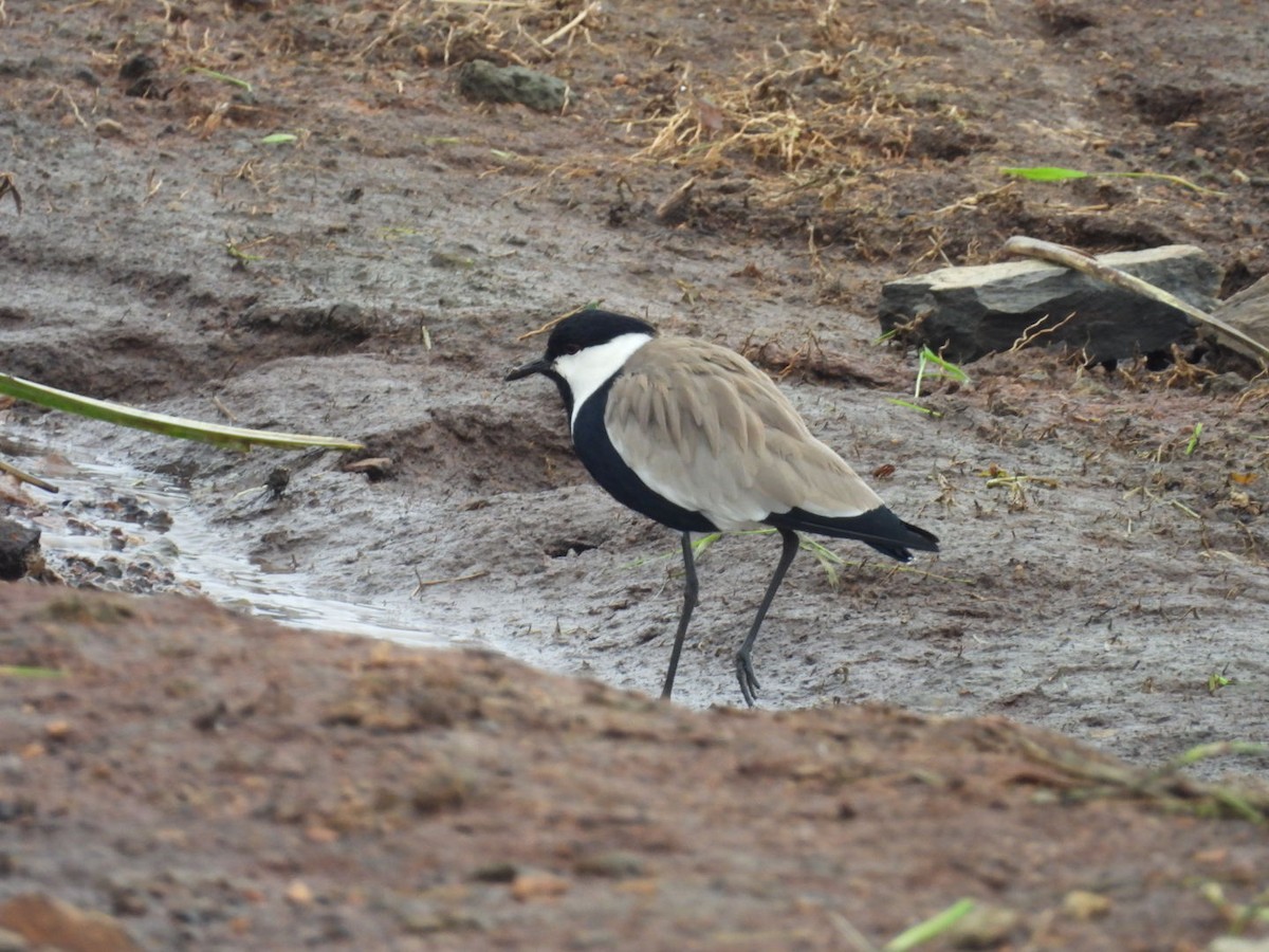 Spur-winged Lapwing - ML618411404
