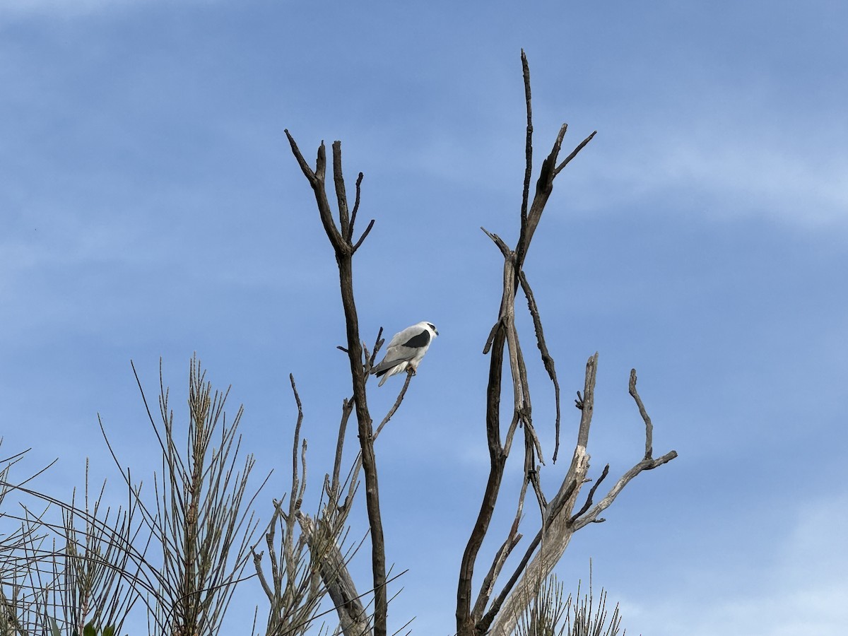 Black-shouldered Kite - ML618411409
