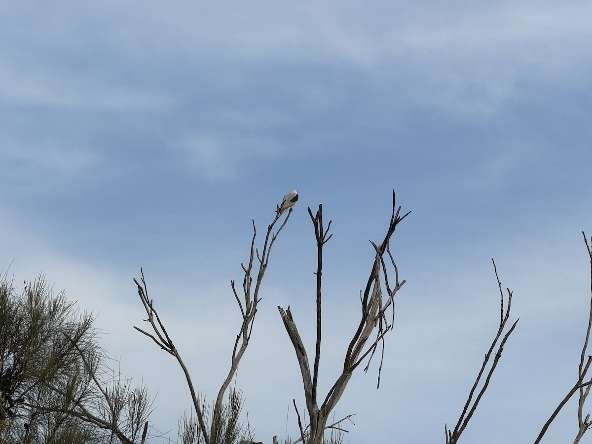 Black-shouldered Kite - ML618411410