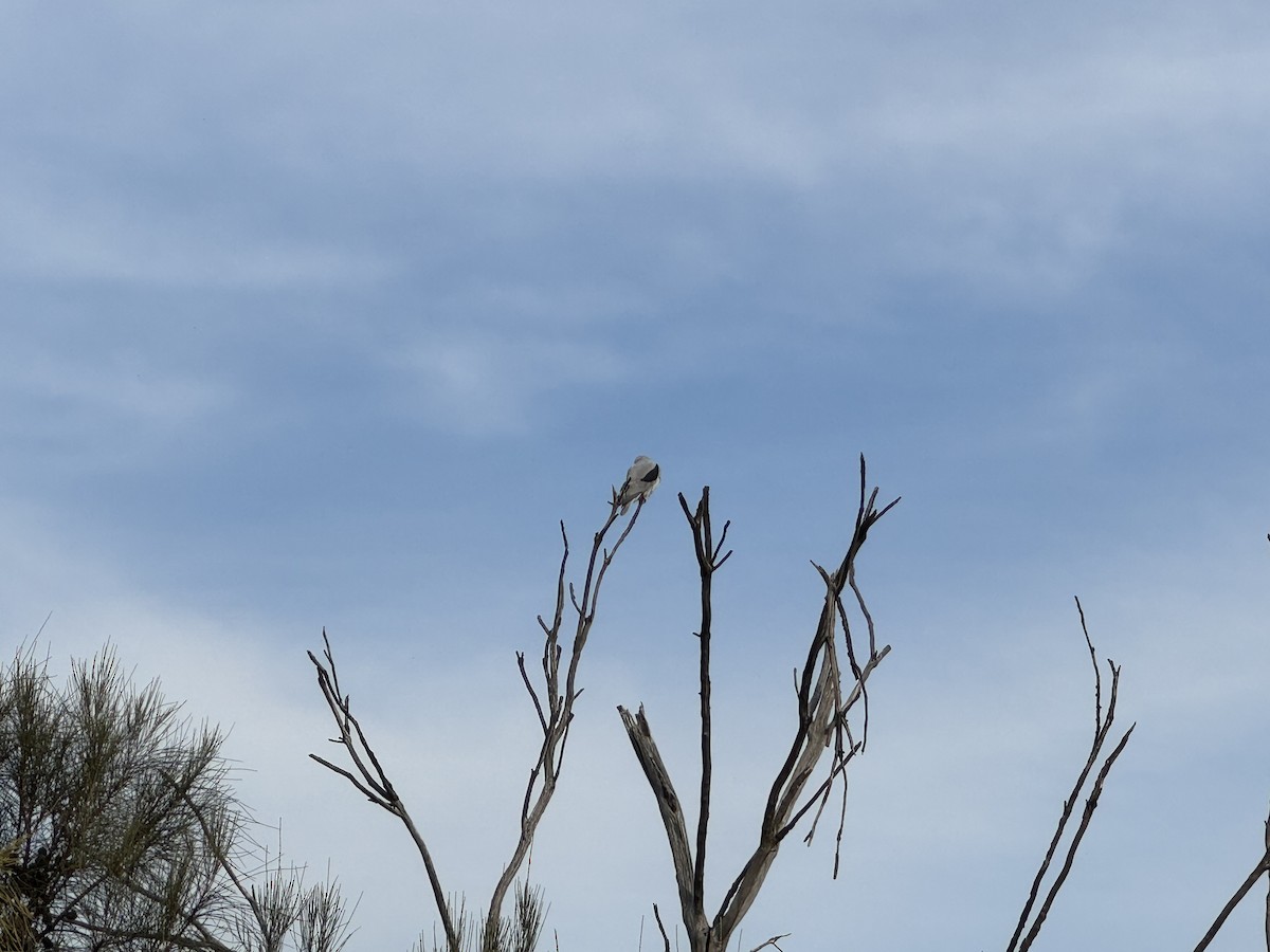 Black-shouldered Kite - ML618411411