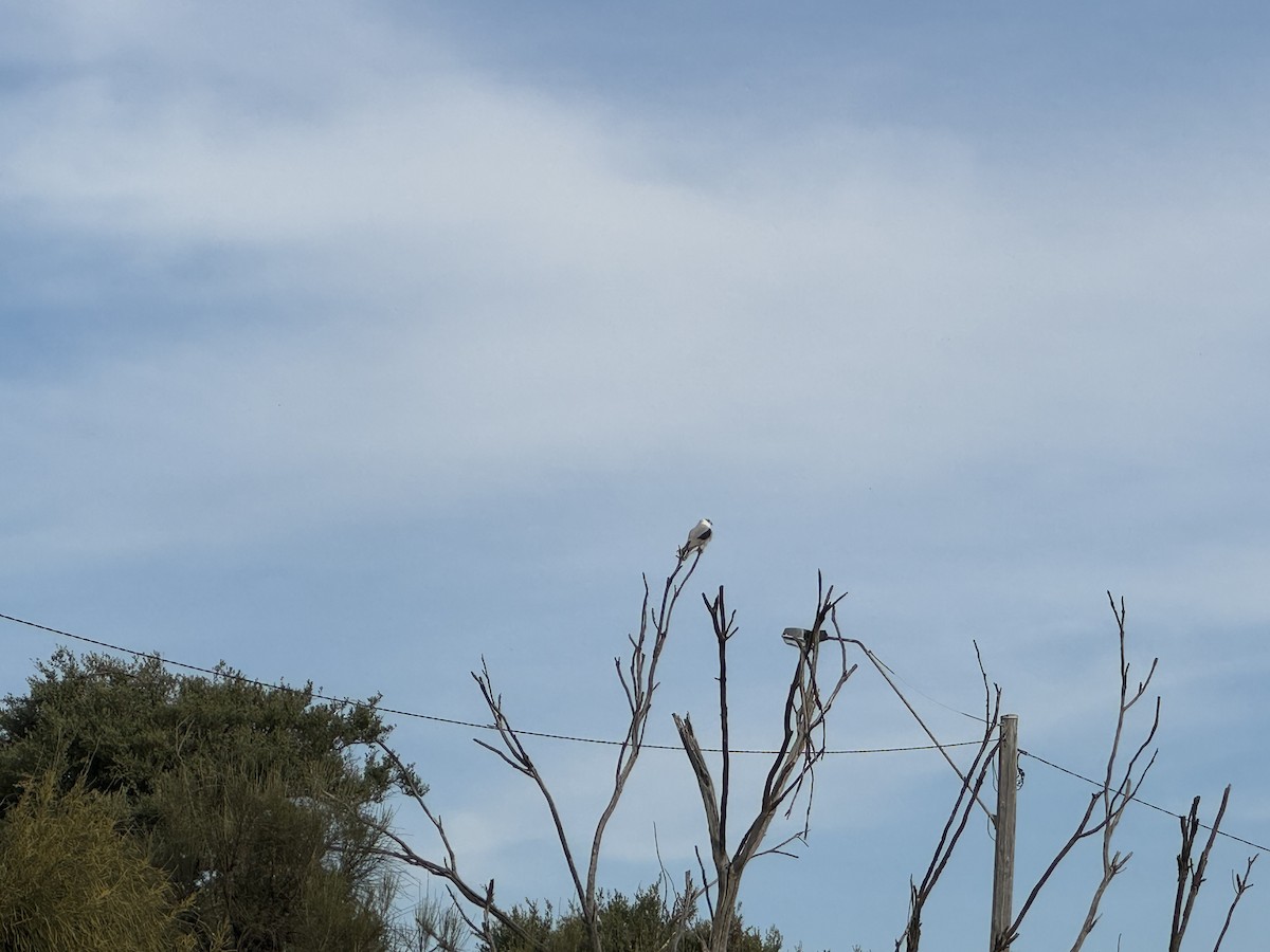 Black-shouldered Kite - ML618411412