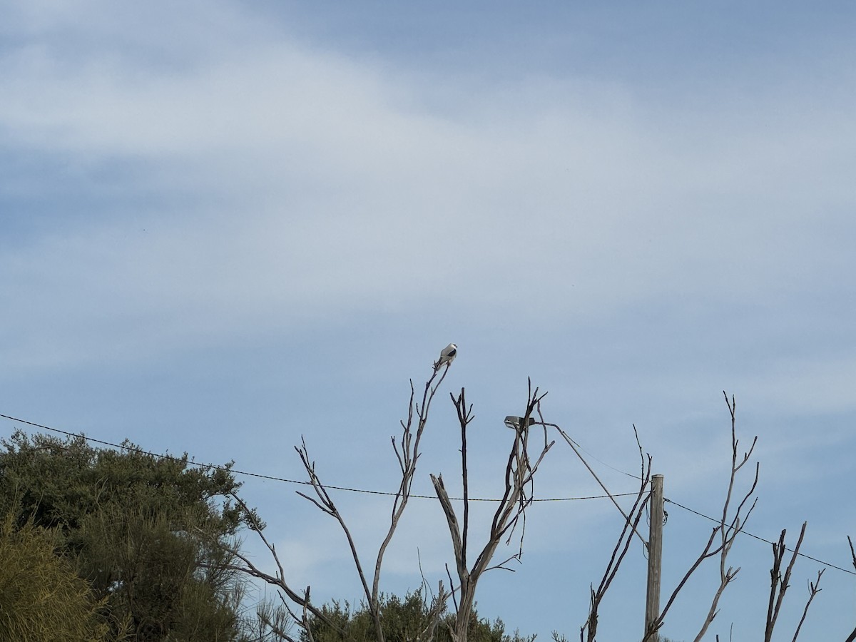 Black-shouldered Kite - ML618411413