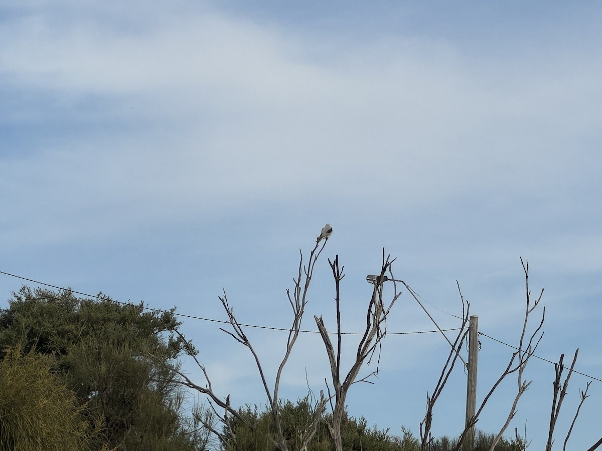 Black-shouldered Kite - ML618411414