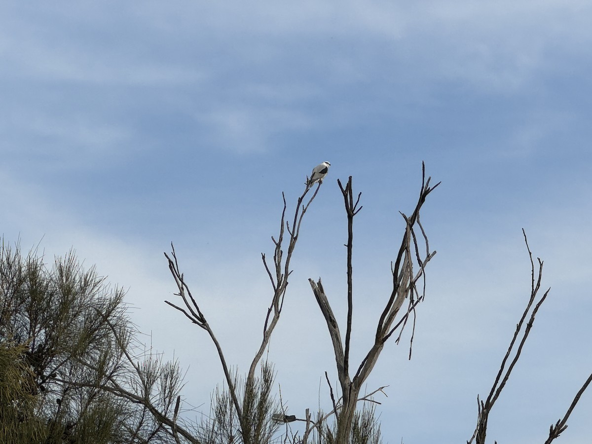 Black-shouldered Kite - ML618411415
