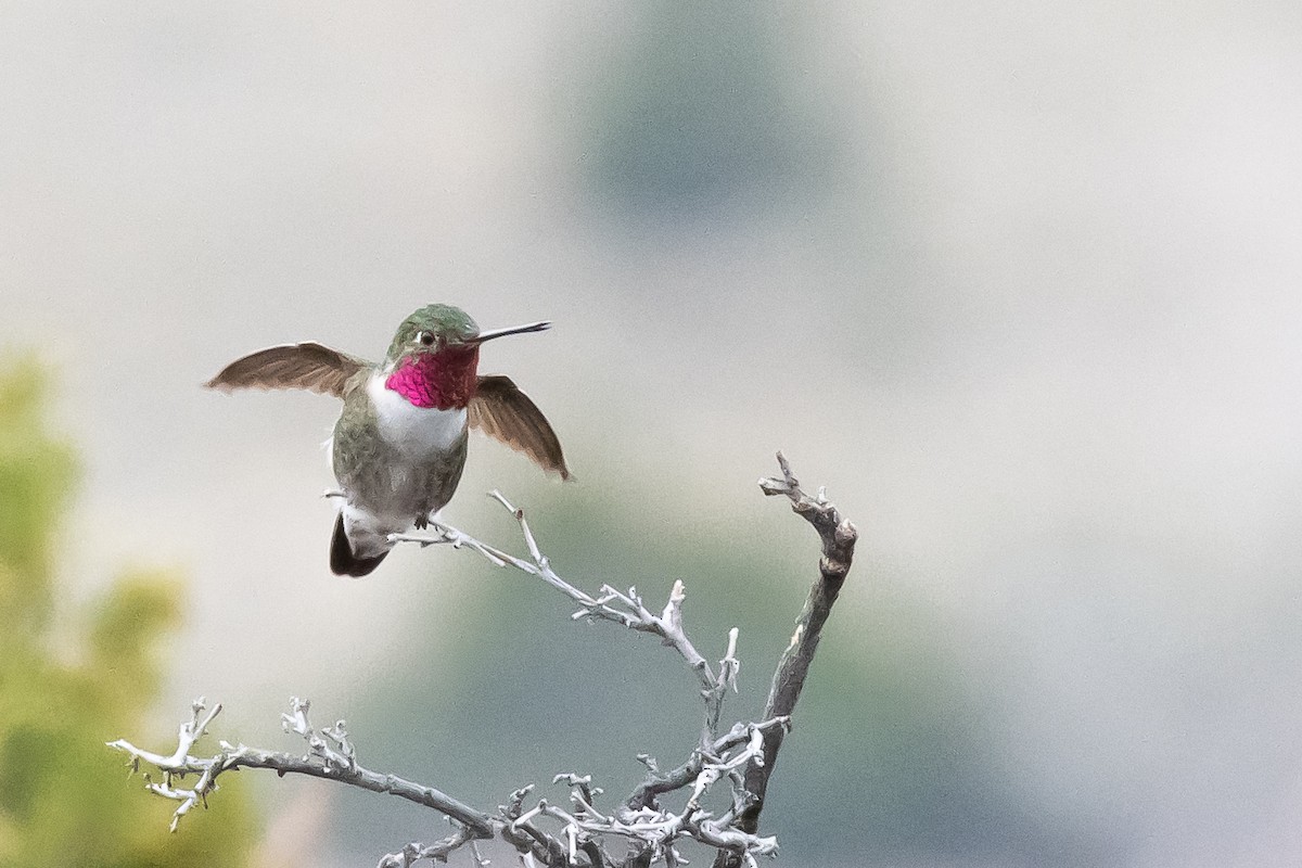 Broad-tailed Hummingbird - ML618411469