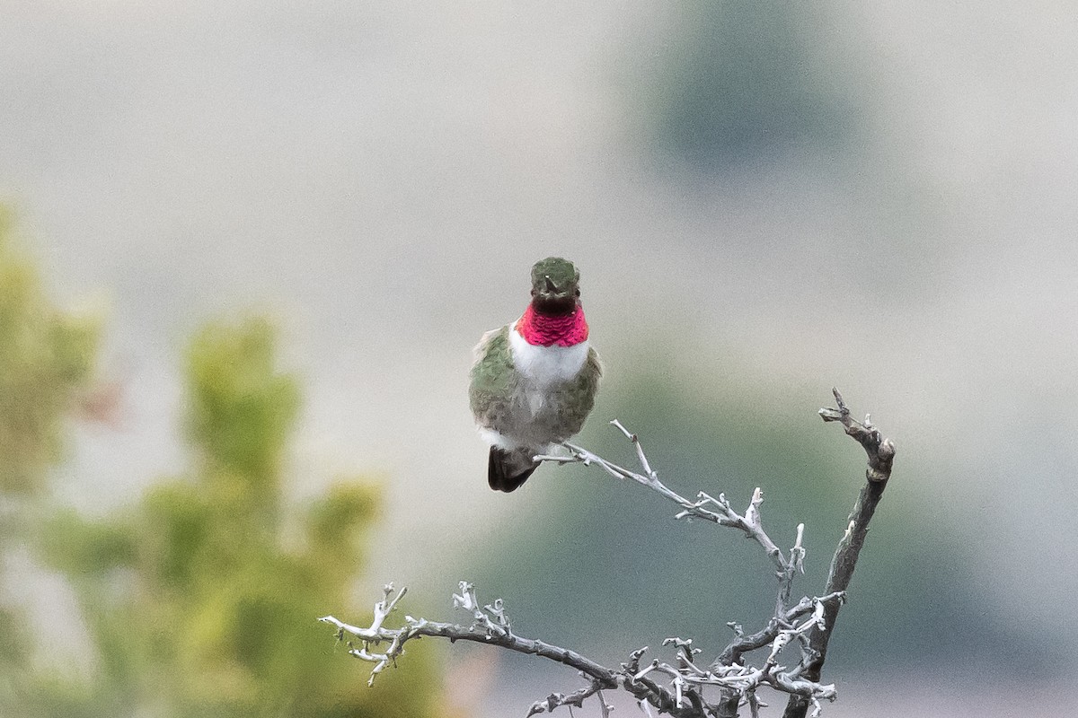 Broad-tailed Hummingbird - ML618411472