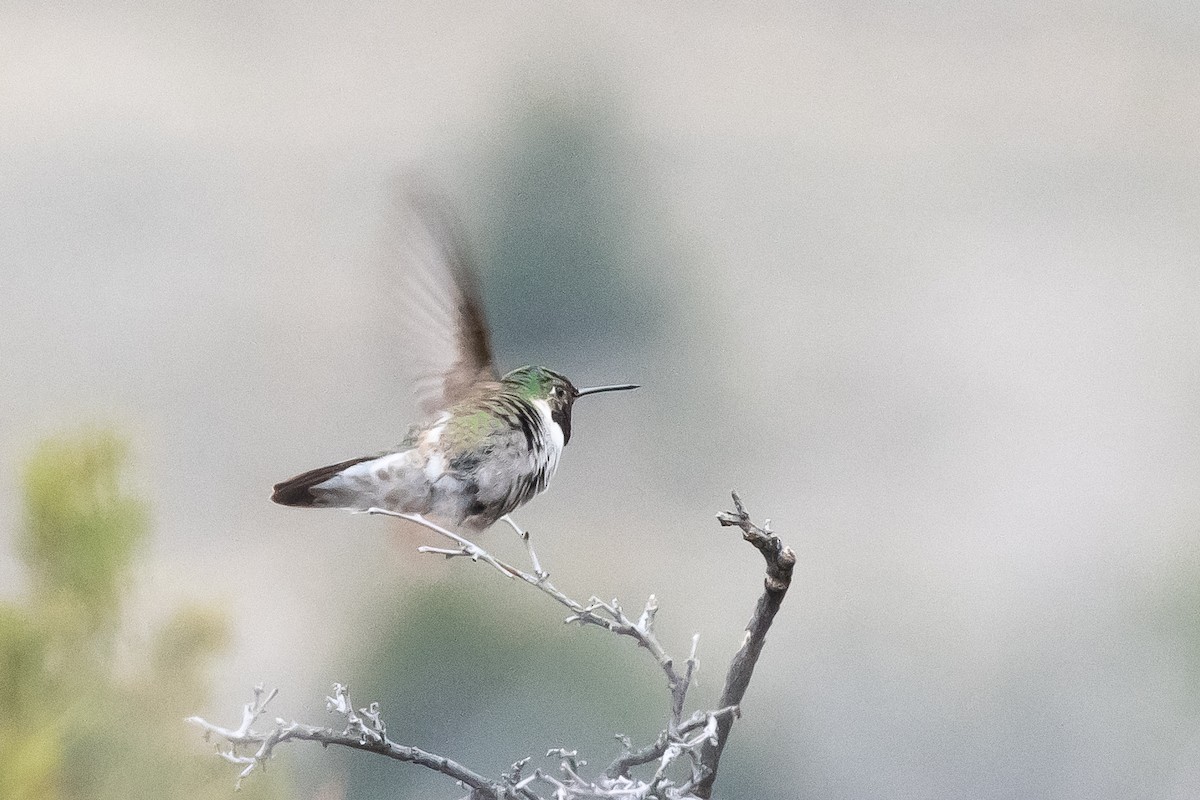 Broad-tailed Hummingbird - ML618411473