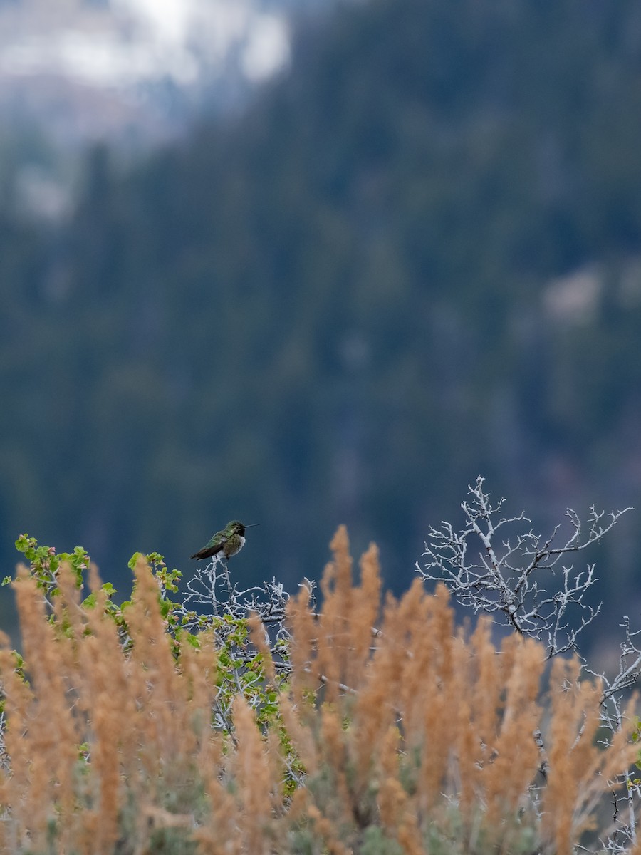 Broad-tailed Hummingbird - ML618411474