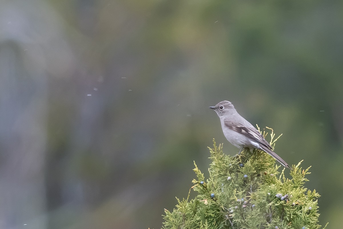 Townsend's Solitaire - ML618411478