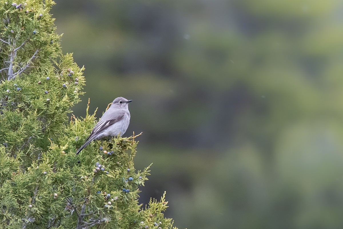 Townsend's Solitaire - ML618411479