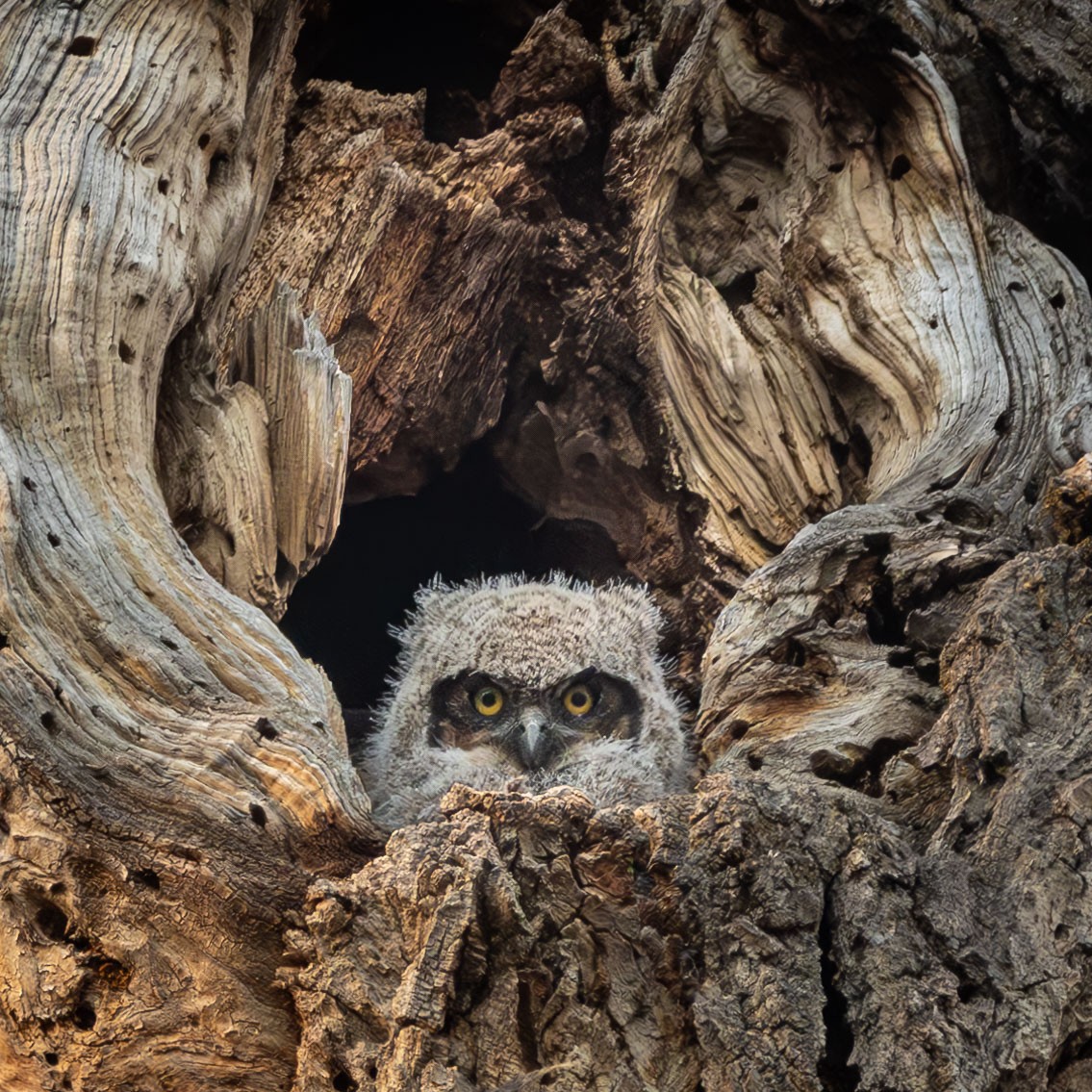 Great Horned Owl - ML618411536