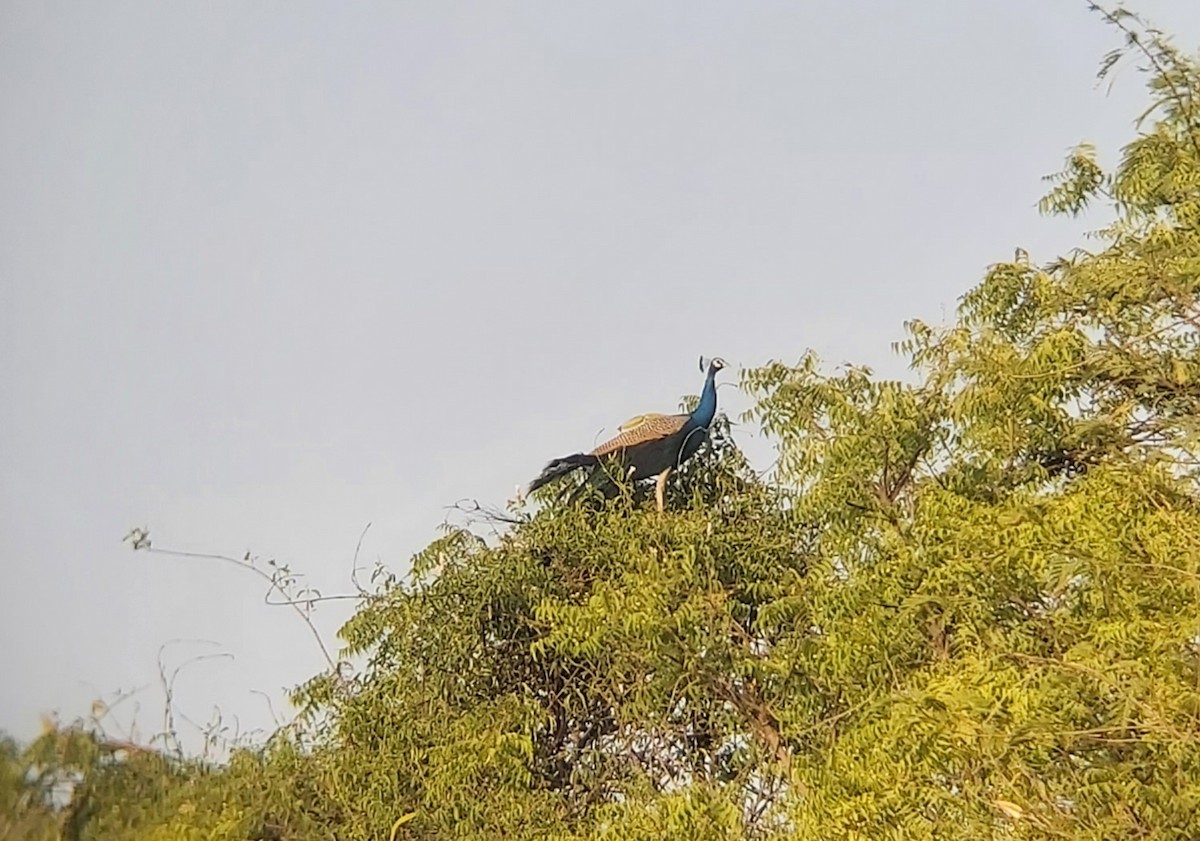 Indian Peafowl - ML618411550