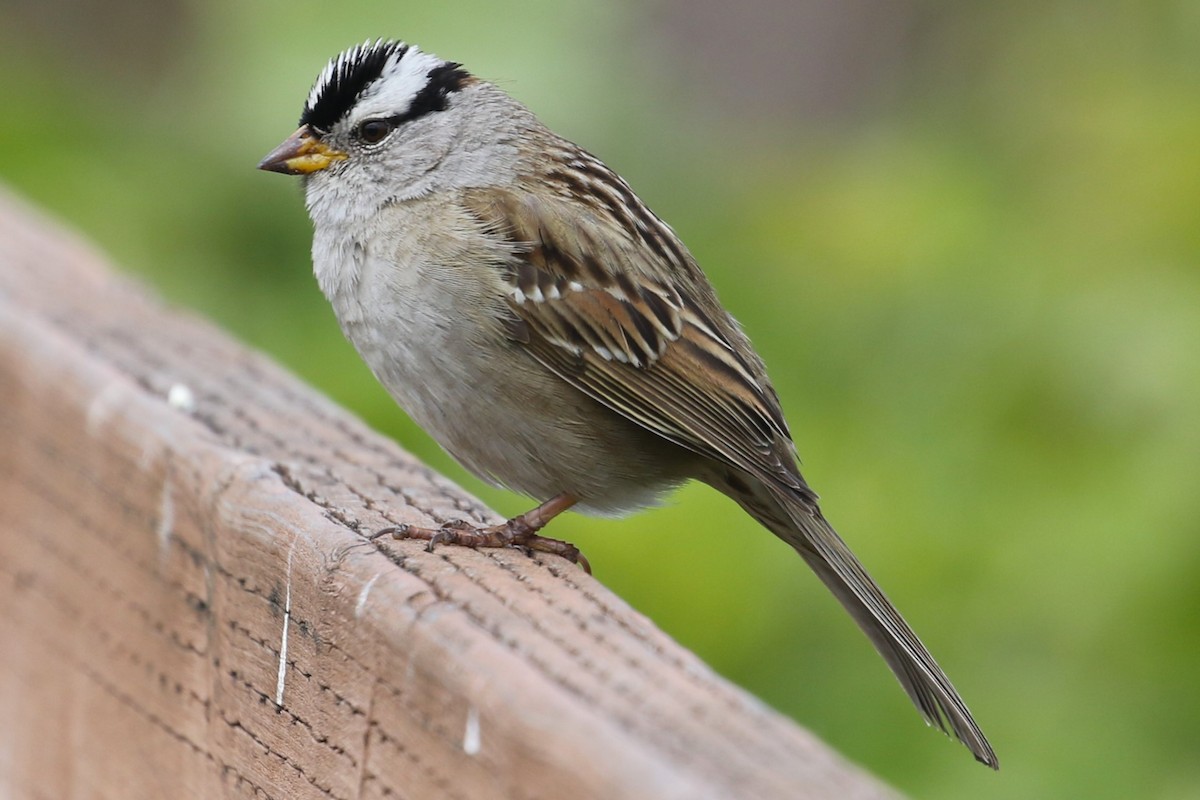 White-crowned Sparrow - ML618411564