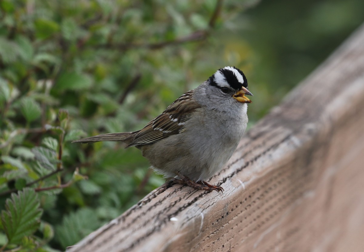 White-crowned Sparrow - ML618411571