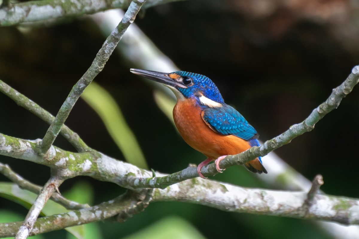 Blue-eared Kingfisher - ML618411573