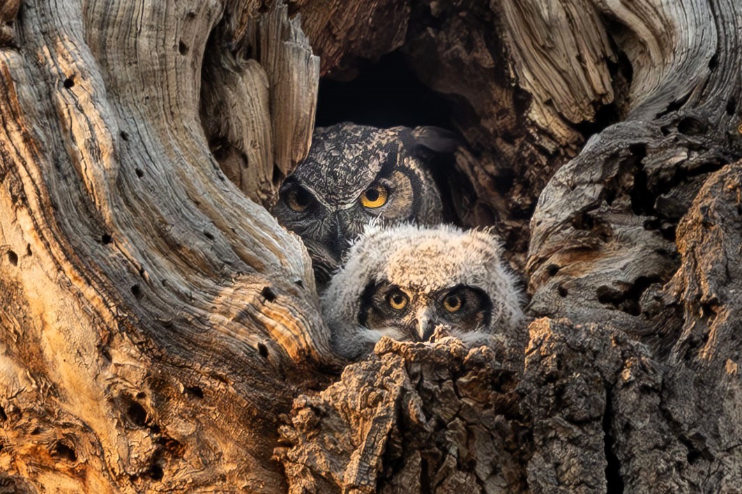 Great Horned Owl - ML618411575