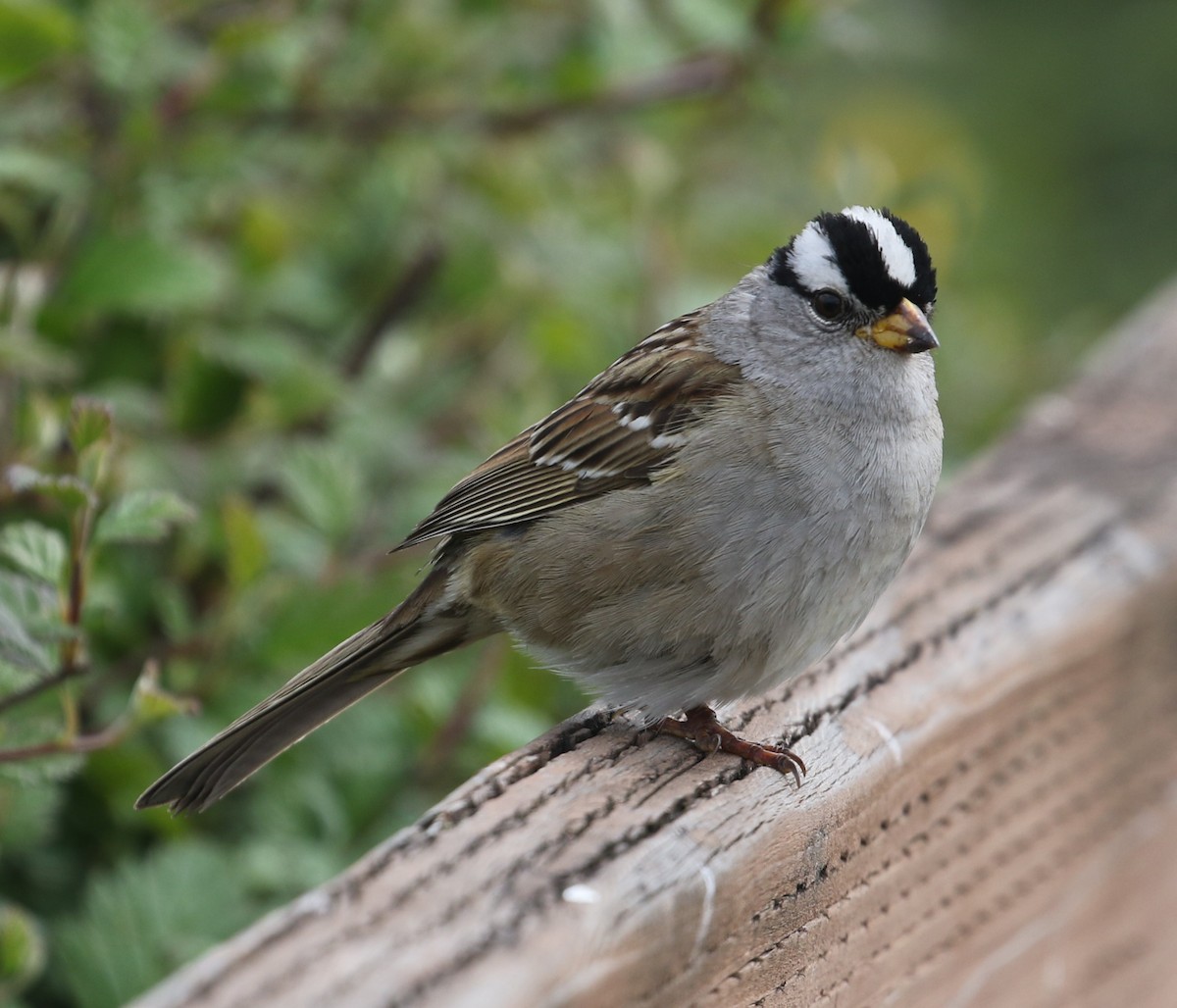 White-crowned Sparrow - ML618411577