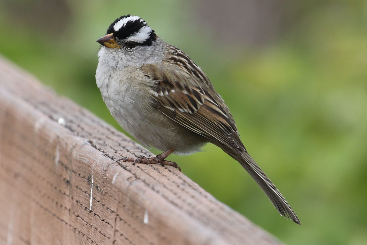 White-crowned Sparrow - ML618411588