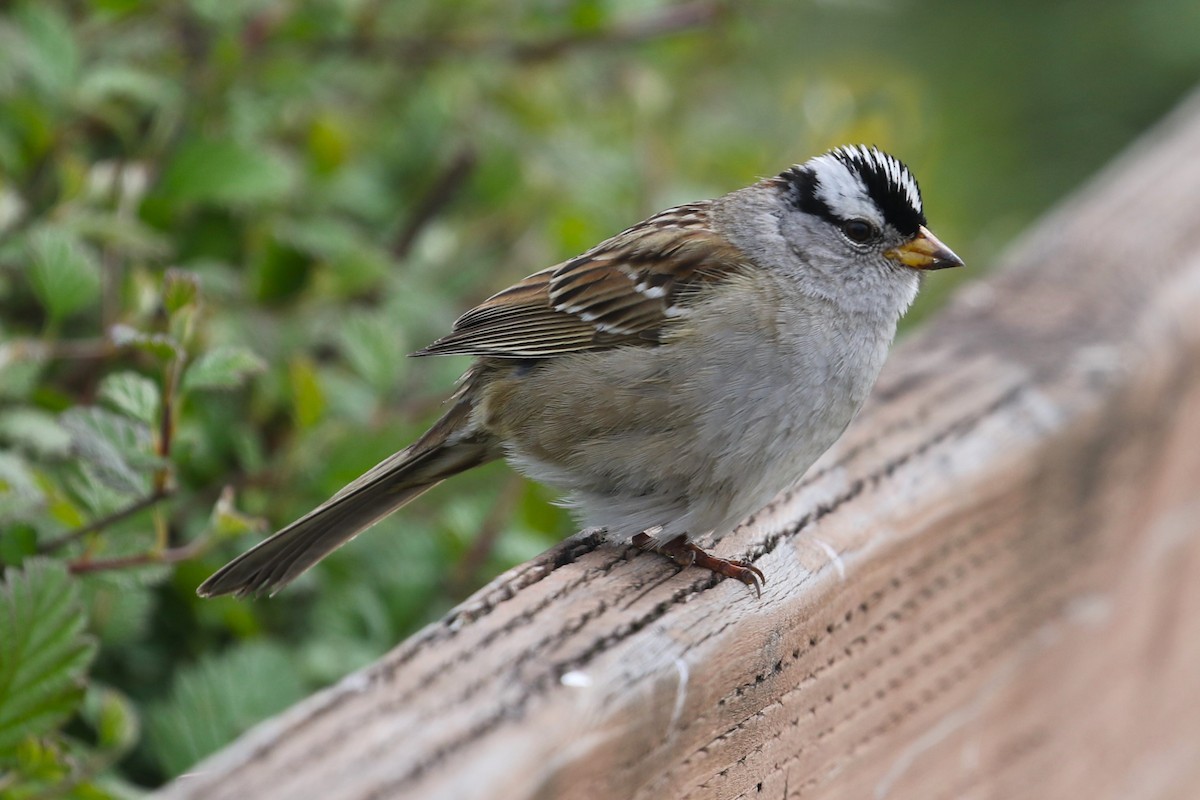 White-crowned Sparrow - ML618411593