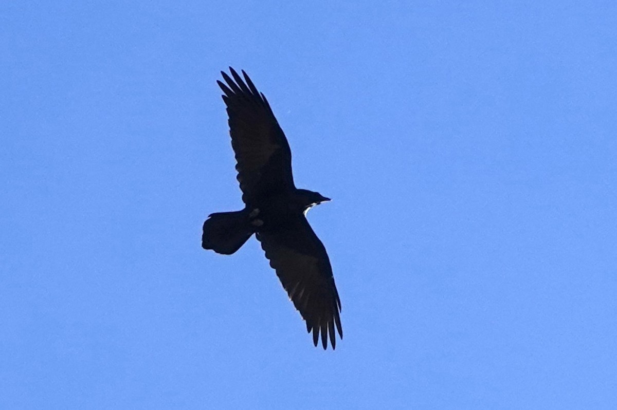 Common Raven - ML618411594