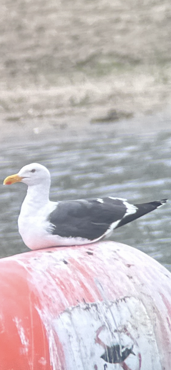 Yellow-footed Gull - ML618411595