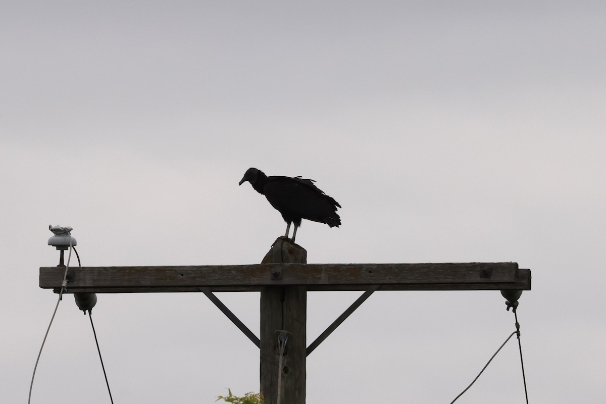 Black Vulture - ML618411616