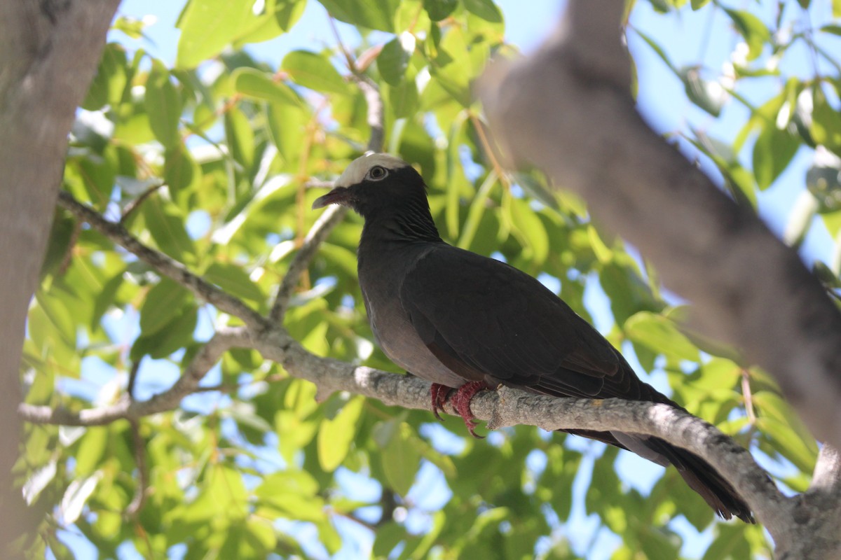 White-crowned Pigeon - ML618411618
