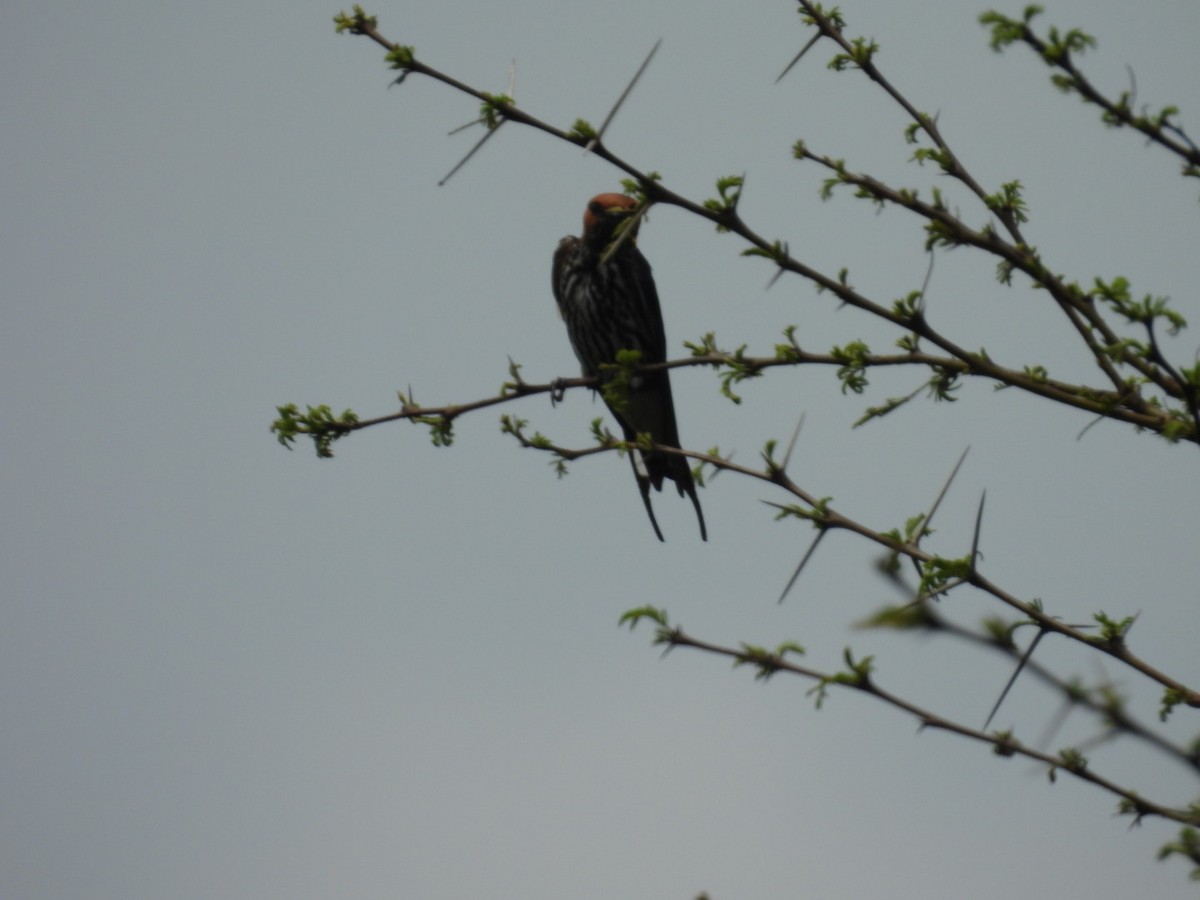 Lesser Striped Swallow - ML618411630