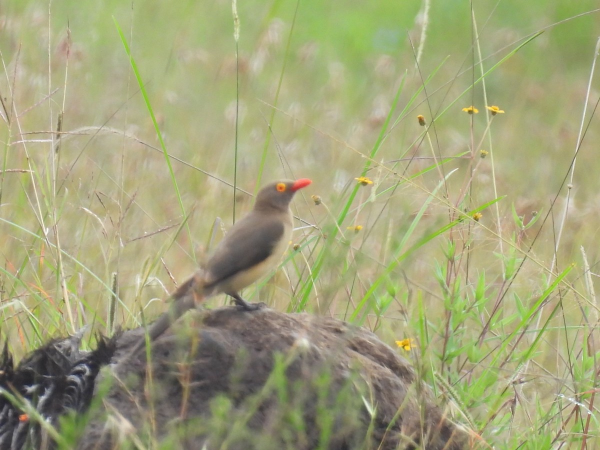 Red-billed Oxpecker - ML618411642