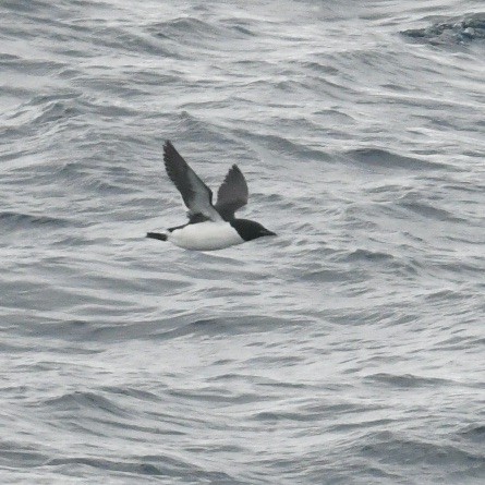 Thick-billed Murre - ML618411661