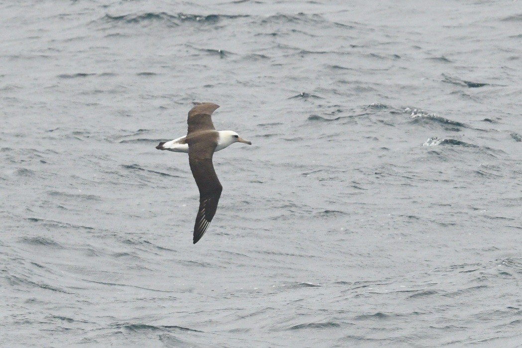 Laysan Albatross - ML618411665