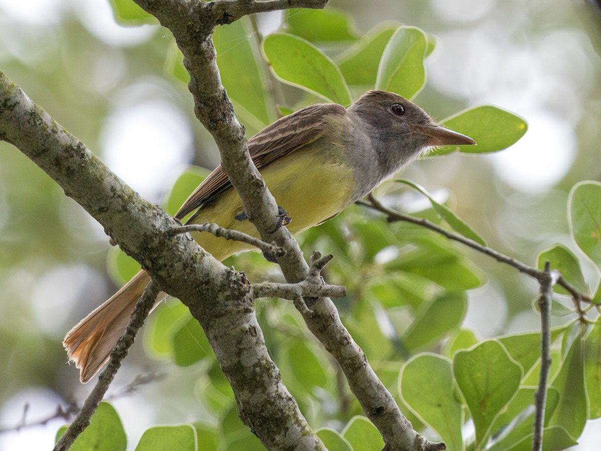 Great Crested Flycatcher - ML618411669