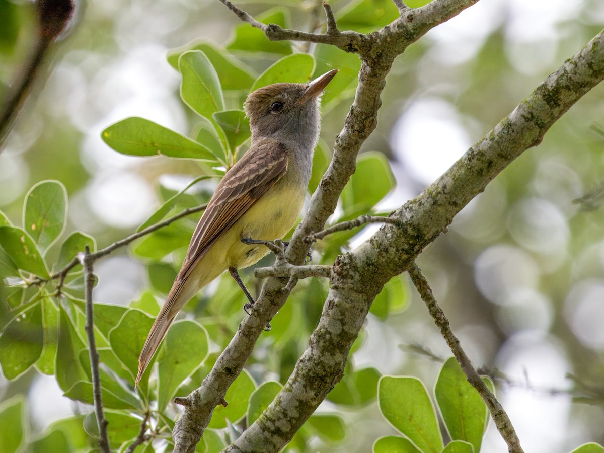 Great Crested Flycatcher - ML618411670