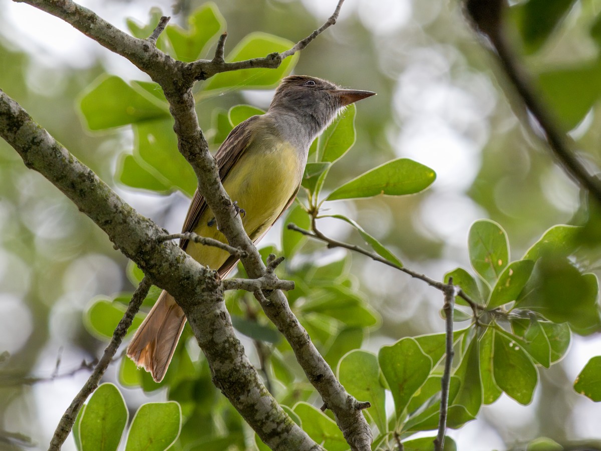 Great Crested Flycatcher - ML618411671