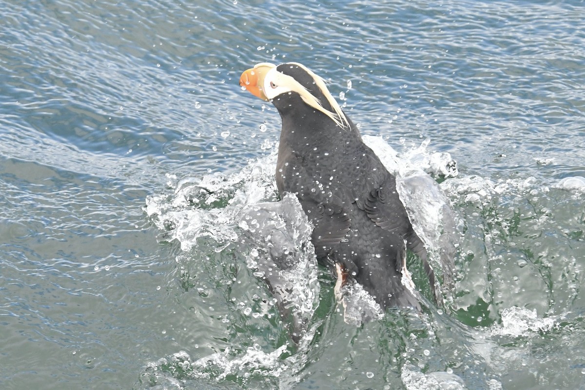 Tufted Puffin - ML618411676