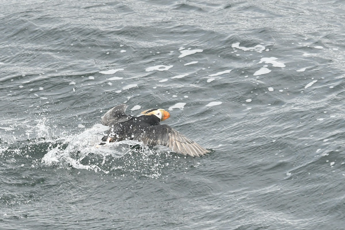 Tufted Puffin - ML618411680