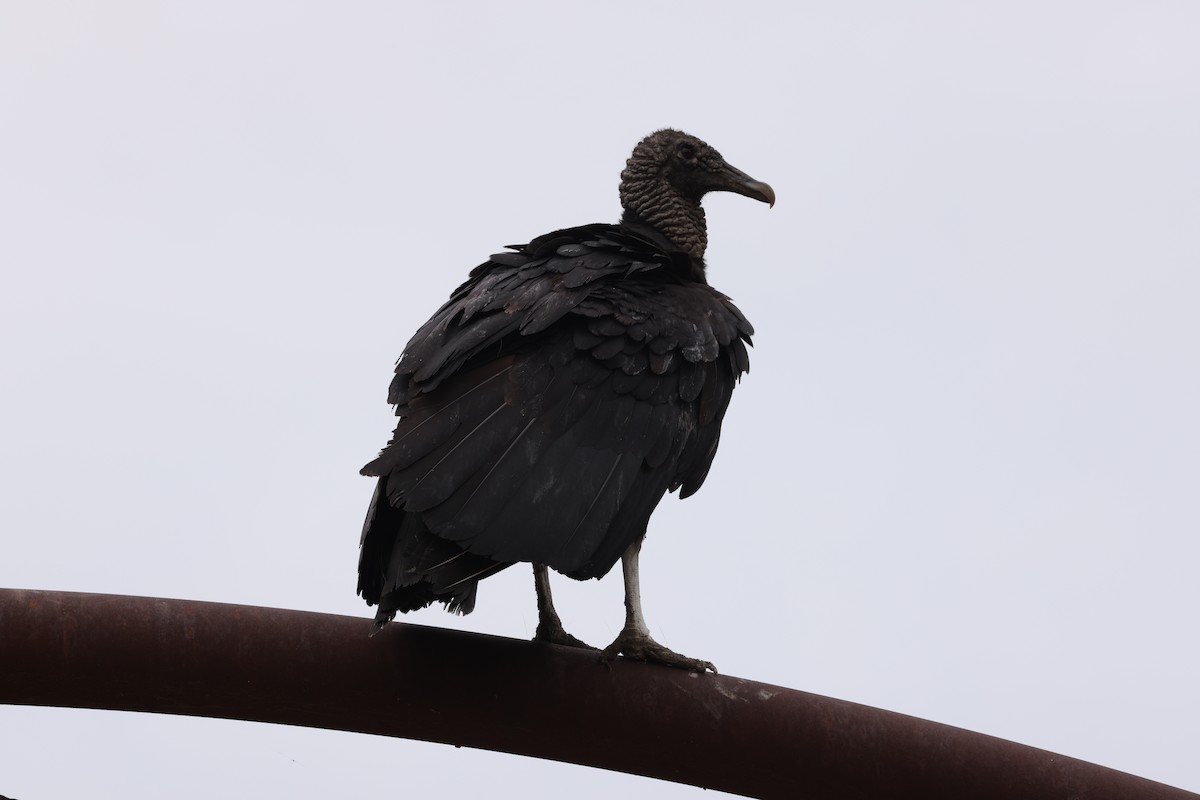 Black Vulture - ML618411692