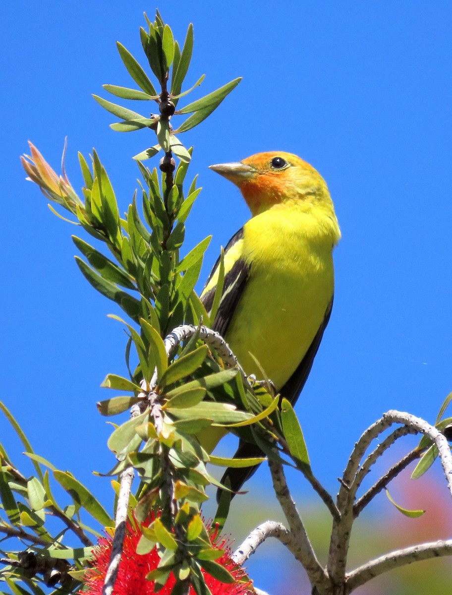 Western Tanager - ML618411698