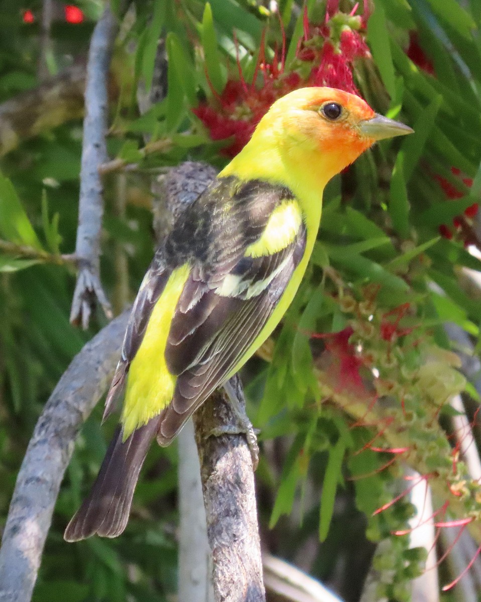 Western Tanager - ML618411709