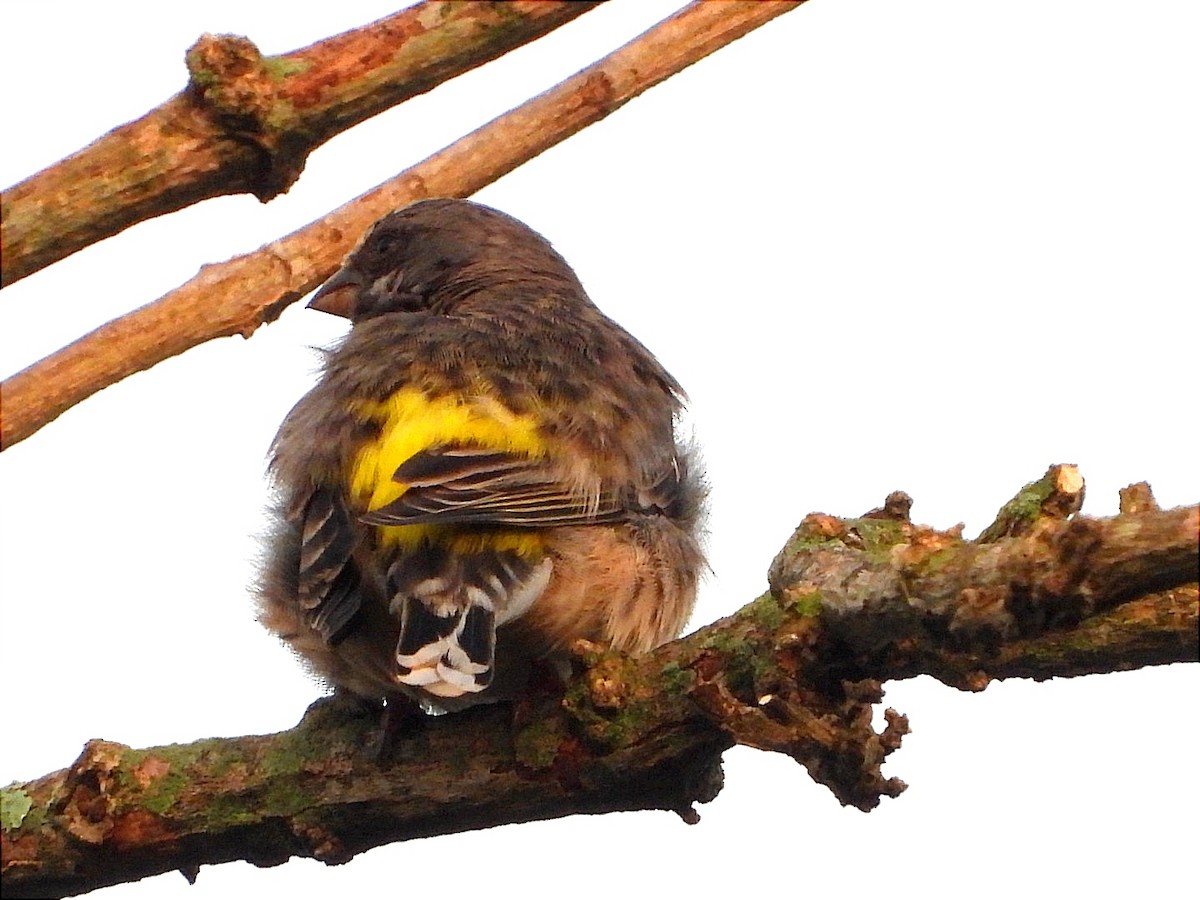 Black-throated Canary - ML618411714