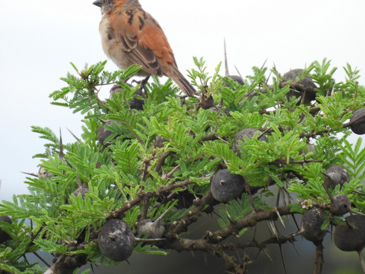 Kenya Rufous Sparrow - ML618411719