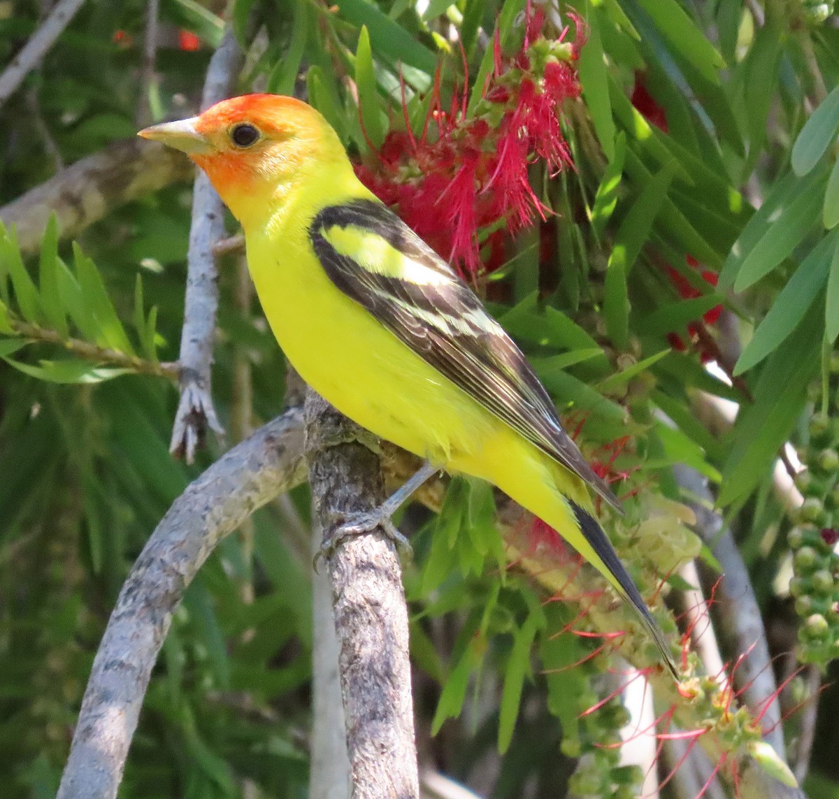 Western Tanager - ML618411720