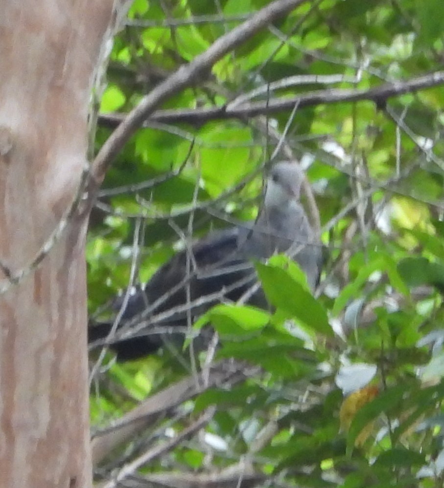 White-headed Pigeon - ML618411733