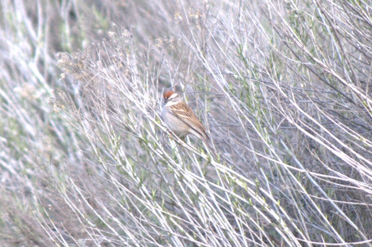 Chipping Sparrow - ML618411757