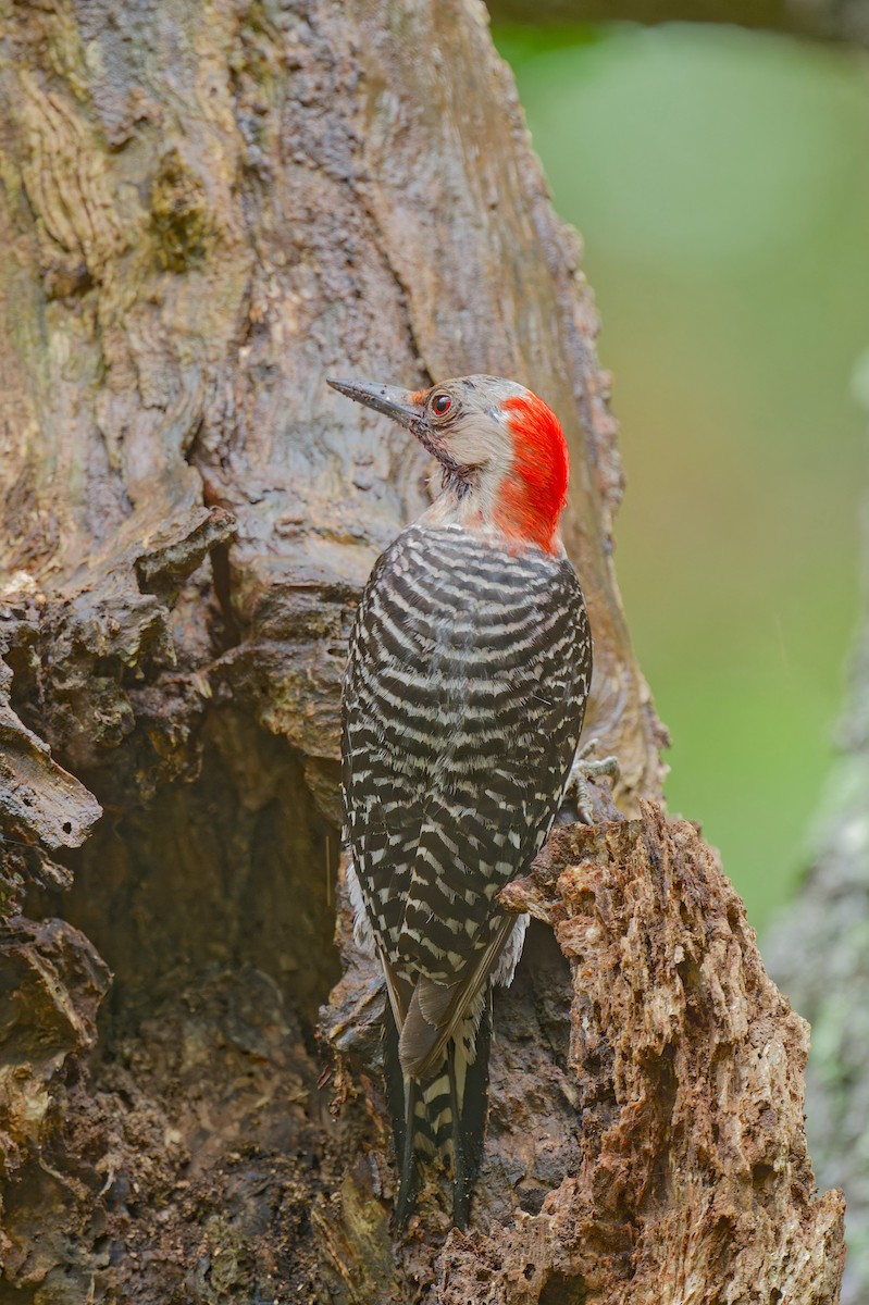 Red-bellied Woodpecker - ML618411776