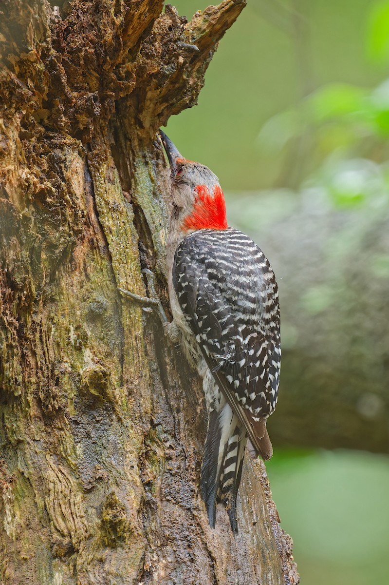Red-bellied Woodpecker - ML618411777
