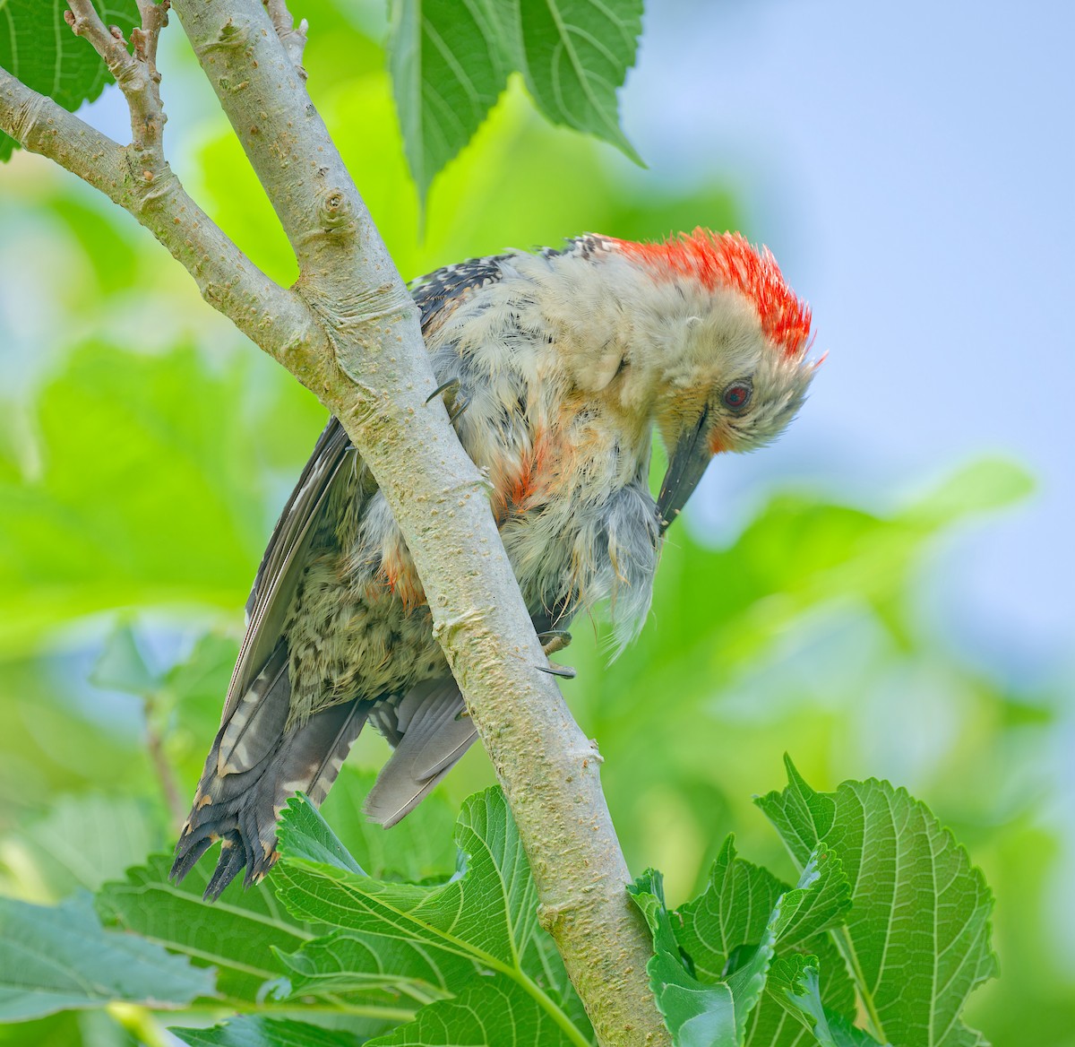 Red-bellied Woodpecker - Harlan Stewart