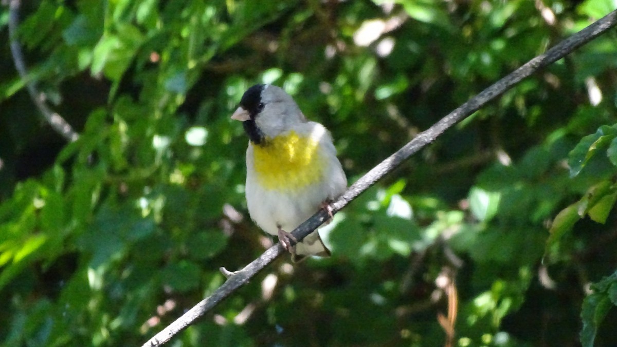 Lawrence's Goldfinch - ML618411811