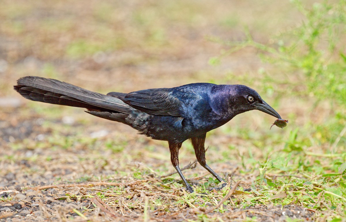 Boat-tailed Grackle - ML618411818
