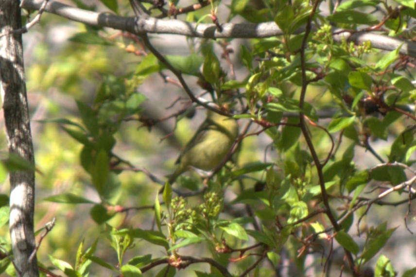 Orange-crowned Warbler - ML618411828
